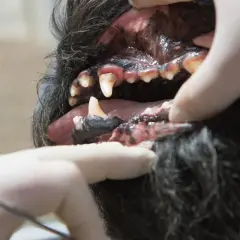 Gingivitis en perros: encías inflamadas y dientes con sarro. Un veterinario examina la boca de un canino.