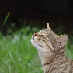 A tabby cat tilts its head back, eyes closed, as if savoring a pleasant scent. This serene moment contrasts with the knowledge of what smells cats hate.