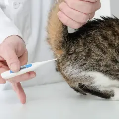 Tierarzt misst die Temperatur einer Katze mit einem digitalen Thermometer.
