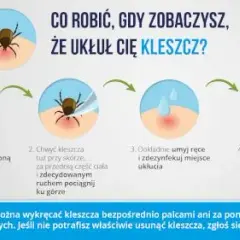 Kleszcz po 24h: Jak wygląda? Ryzyko boreliozy i co robić?