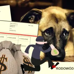 Szczeniak obok dokumentu rodowodu, worków z pieniędzmi i złodzieja.