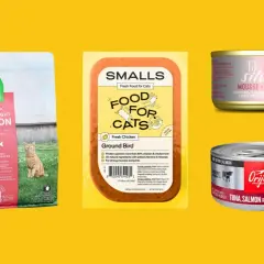 Discover what is the healthiest cat food for indoor cats: Open Farm salmon kibble, Smalls ground bird, Tiki Cat Silver, and Orijen tuna, salmon & beef.
