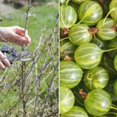 Jak przycinać agrest i kiedy - uniknij błędów w pielęgnacji