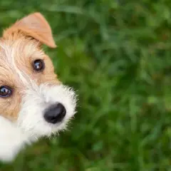 Ein niedlicher Jack Russell Terrier blickt neugierig in die Kamera. Diese Rassen sind bekannt für ihre Energie.