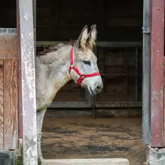 Un âne gris, portant un licol rouge, regarde hors d'un box en bois. Seul, il semble réfléchir à la question : un âne peut-il vivre seul ?