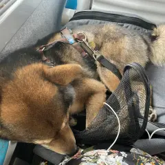 Un chien Shiba Inu dort paisiblement dans un sac de transport, prêt pour un voyage dog friendly.