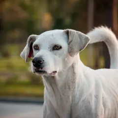 Cane bianco con sguardo intenso, forse un cane con rabbia, in un ambiente naturale sfocato.