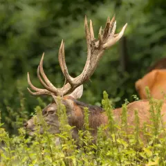 Ein majestätisches Rotwild mit beeindruckendem Geweih steht im hohen Gras. Ein weiteres Tier ist im Hintergrund zu sehen.
