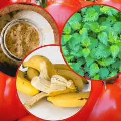 Domowe sposoby nawożenia pomidorów: pokrzywa, skórki bananów i drożdże.