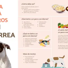 Tabla de dieta casera para perros con diarrea: qué darles, qué evitar y recetas.