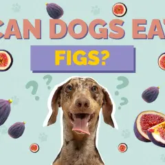 A dog looks up curiously, surrounded by whole and sliced figs, with the question "CAN DOGS EAT FIGS?" prominently displayed.