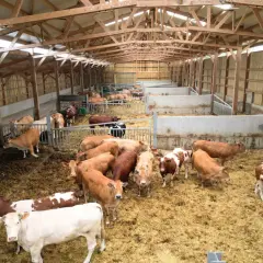 Vue d'ensemble d'un bâtiment d'engraissement bovin avec plusieurs enclos remplis de vaches de différentes couleurs.