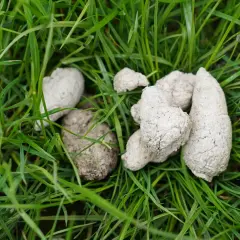 Kupa psa na trawie, z widocznymi białymi kropkami w kale.