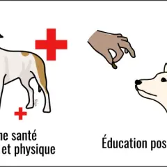 Prévenir le risque de morsure de chien par une bonne santé, une éducation positive et une relation de confiance.