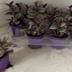 Kilka małych sadzonek Tradescantia Nanouk w fioletowych doniczkach, gotowych do rozsadzenia.