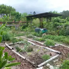 Ogródek działkowy urządzony tanio, z podniesionymi grządkami z bambusa i roślinnością.