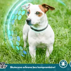 Jaką obrożę przeciw kleszczom wybrać, aby zapewnić bezpieczeństwo?