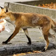 Ein Fuchs mit Beute im Maul, der über den Gehweg schleicht. Man fragt sich, wie bellt ein Fuchs, wenn er so beschäftigt ist.
