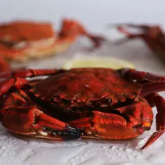 Una nécora gallega cocida, de color rojo intenso, reposa sobre una superficie con gotas de agua. Al fondo, otras dos nécoras.