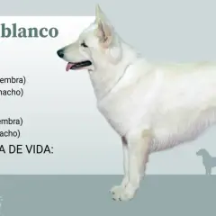 Un pastor suizo blanco, majestuoso y alerta, con información sobre su tamaño, peso y esperanza de vida.