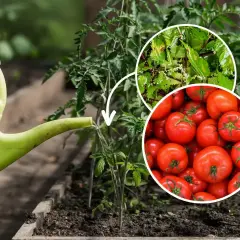 Podlewając pomidory pod folią, warto pamiętać, czym nawozić pomidory pod folią. Pokazano tu pokrzywę i dojrzałe pomidory.