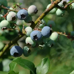 Gałązka borówki amerykańskiej z dojrzewającymi owocami. Widać zielone i już niebieskie jagody, pokazujące, jak rośnie borówka amerykańska.
