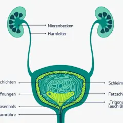 Anatomie der Harnwege mit Nieren, Harnleitern und Blase. Wichtige Informationen zur Lebenserwartung bei Blasenkrebs sind hier nicht abgebildet.