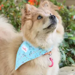 Un perro con un pañuelo azul mira hacia arriba. ¿Cómo saber si mi perro tiene ansiedad? Observa su lenguaje corporal.