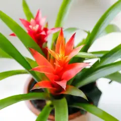 Jasna bromelia kwiat trujący z jaskrawoczerwonymi kwiatostanami i zielonymi liśćmi, w doniczce.