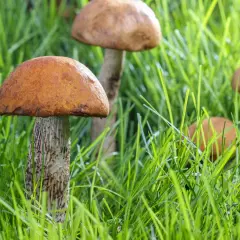 Mehrere komische Pilze mit orangebraunen Hüten und gemusterten Stielen wachsen im saftigen grünen Gras.