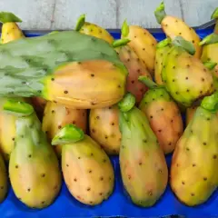 Un cesto blu pieno di fichi d'India, alcuni verdi e carnosi, altri gialli e maturi, sembrano un abbraccio tra fico d'India maschio e femmina.