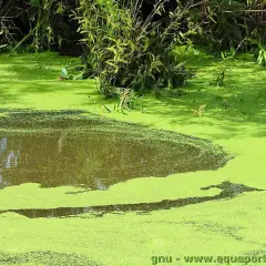 Un étang envahi par les lentilles d'eau, un défi pour **combattre les lentilles d'eau** et restaurer la clarté de l'eau.