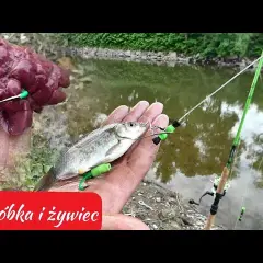 Wątróbka na suma: 7 trików, by nie spadła z haczyka!