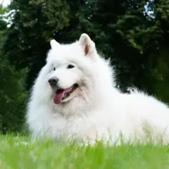 Uśmiechnięty pies samojed leży na trawie, z językiem na wierzchu.