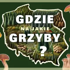 Gdzie na grzyby z noclegiem? Sprawdzone regiony i komfort