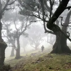 Ein Wanderer durchquert den mystischen Feenwald auf Madeira, wo moosbewachsene Bäume im Nebel wie alte Riesen stehen.