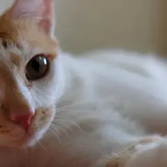 Gato blanco y naranja con ojos verdes, parece que mi gato huele mal.