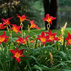 Wiele pięknych, czerwono-żółtych lilii typu kwitnie w ogrodzie.