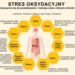Stres oksydacyjny wpływa na mózg, wzrok, skórę, serce, układ krwionośny, nerki, układ hormonalny, stawy, układ odpornościowy, płuca i wielonarządowo. Antyoksydanty pomagają chronić organizm.