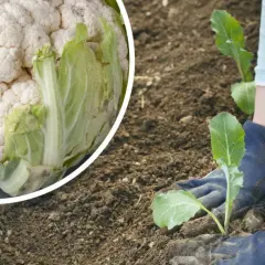 Kiedy sadzimy kalafior? Sprawdź najlepsze terminy i porady