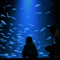 Ozeaneum w Niemczech - największe oceanarium i jego fascynujące atrakcje