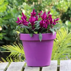 Celosia deep purple w fioletowej donicy, otoczona zielenią.