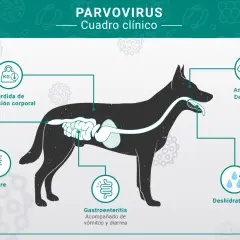 Síntomas del parvovirus en perros: fiebre, pérdida de peso, gastroenteritis con vómitos y diarrea, anorexia, depresión y deshidratación.