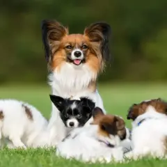 Urocza rodzina papillonów na trawie. Zastanawiasz się, ile kosztuje papillon?
