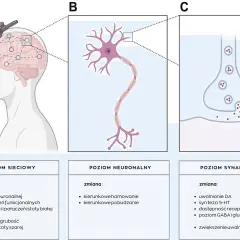 Ilustracja pokazuje schemat działania terapii TMS na mózg, neuron i synapsę, wyjaśniając zmiany na poziomie sieciowym, neuronalnym i synaptycznym.