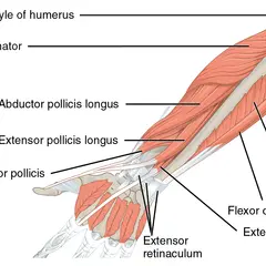 Anatomia przedramienia: różne rodzaje mięśni, w tym prostowniki i zginacze, przyczepiające się do kości ramiennej i nadgarstka.