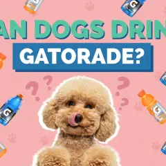 A fluffy dog looks up curiously surrounded by Gatorade bottles and question marks, asking "Can dogs drink Gatorade?