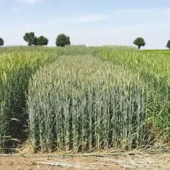 Pole z pszenżytem ozimym, widać różnice w dojrzewaniu między kępami.
