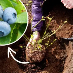 Jak głęboko sadzić borówkę amerykańską, aby uniknąć błędów?