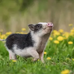 Un adorable cochon nain, issu d'un élevage en France, gambade joyeusement dans un champ de pissenlits.